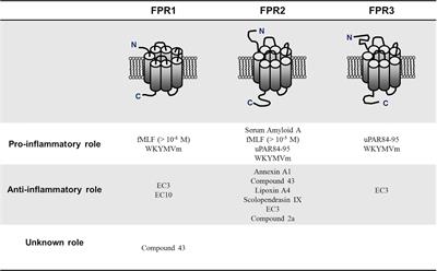 The N-Formyl Peptide Receptors and Rheumatoid Arthritis: A Dangerous Liaison or Confusing Relationship?